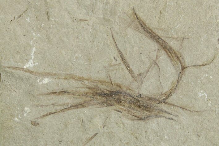 Tattered Fossil Feather - Green River Formation, Utah #356570